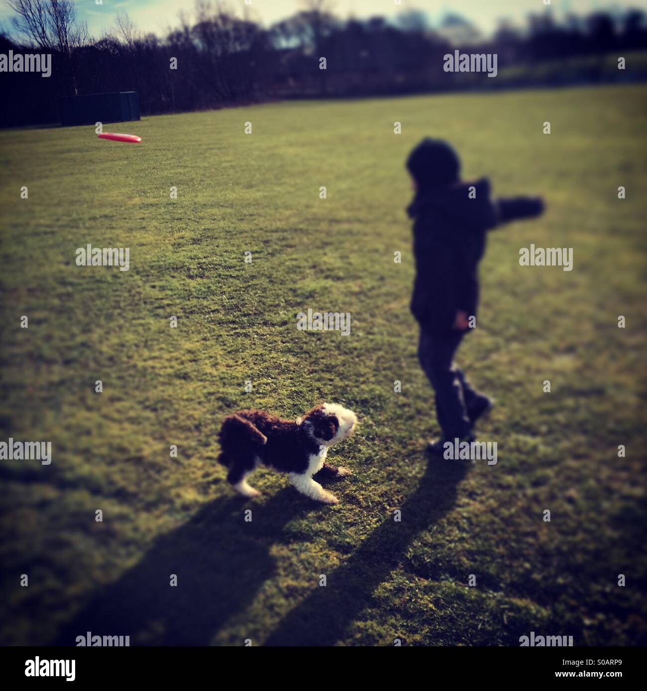 Garçon jouant frisby fetch avec chiot chien d'eau Espagnol Banque D'Images