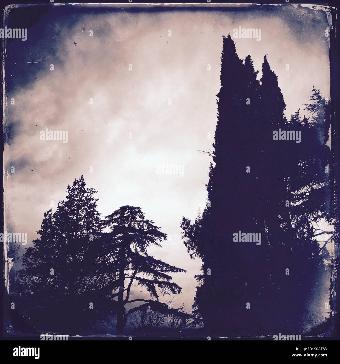 Des arbres contre un ciel nuageux - Image de stock capturée avec un smartphone