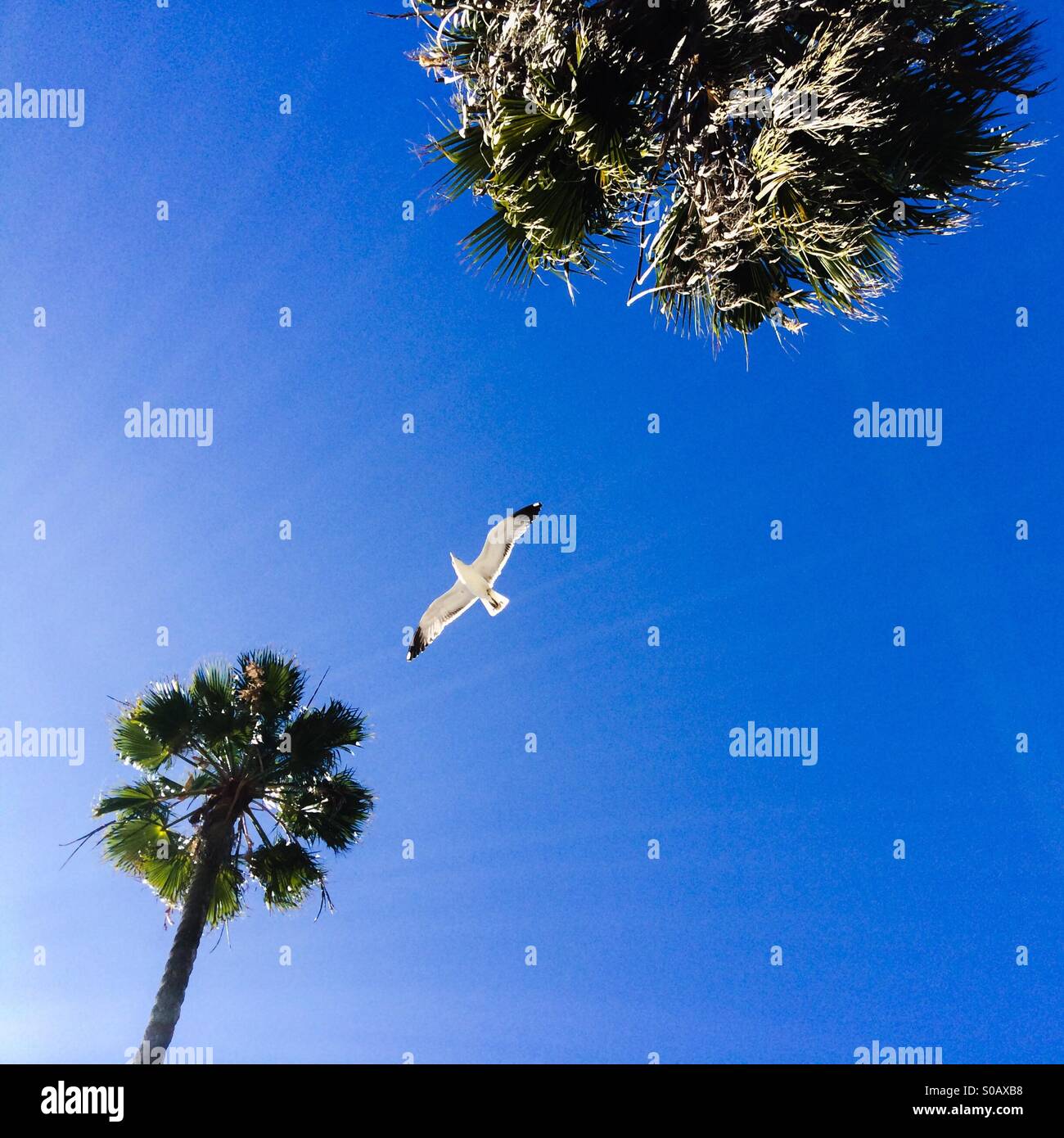 Une mouette à Santa Barbara, Californie Banque D'Images