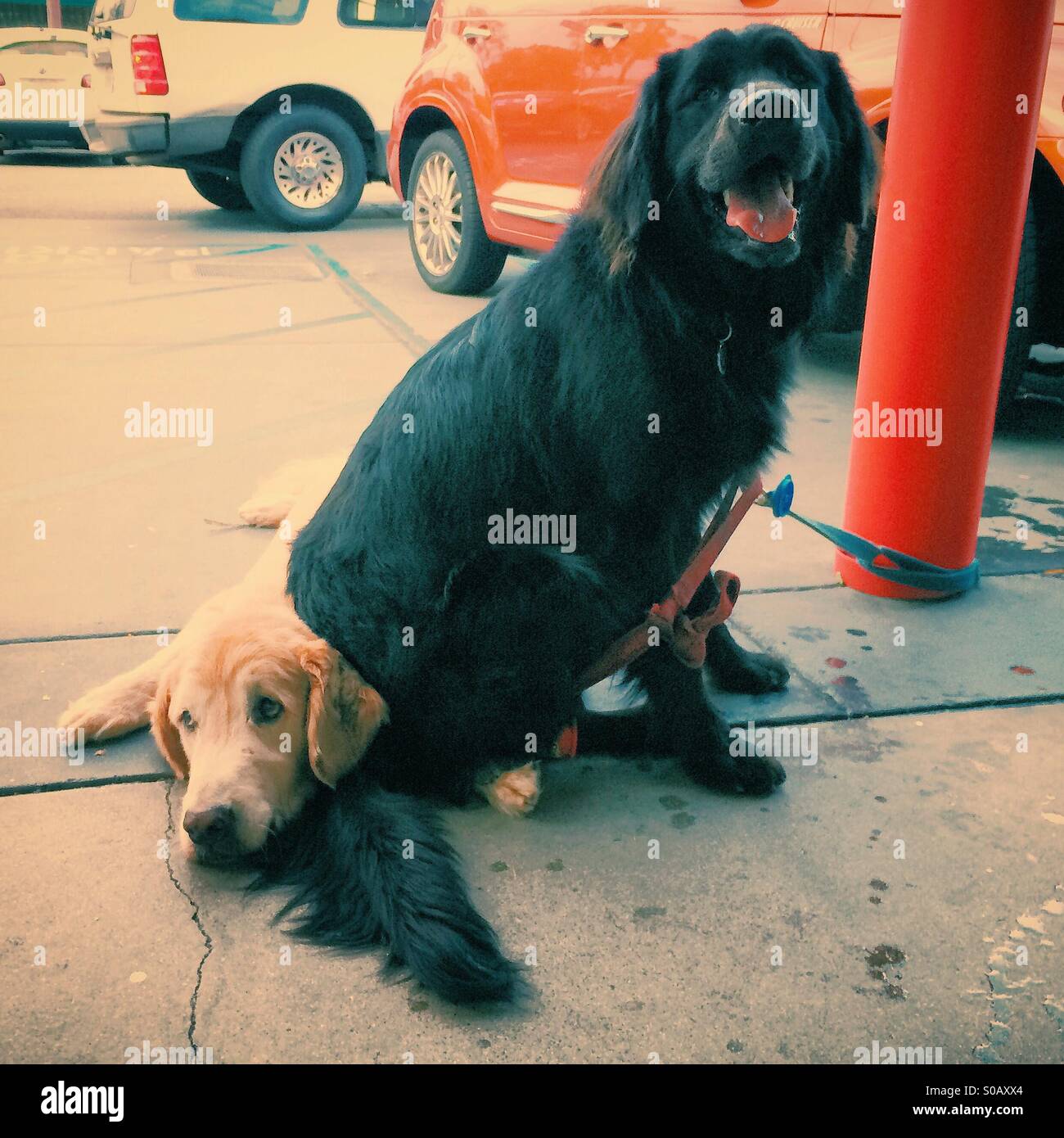 Chien assis sur une autre tête de chien. Banque D'Images