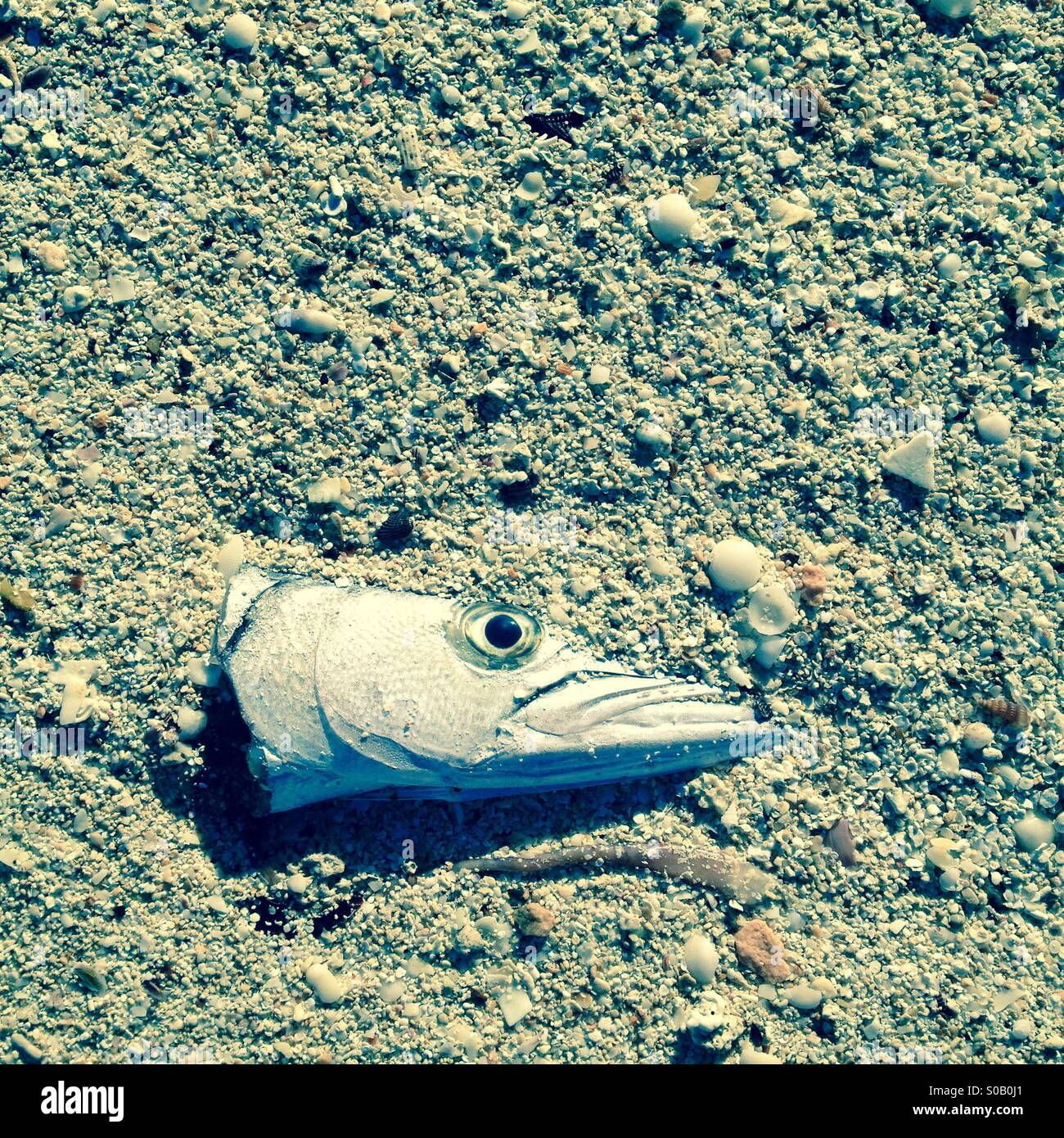 Poissons morts - Image de stock capturée avec un smartphone
