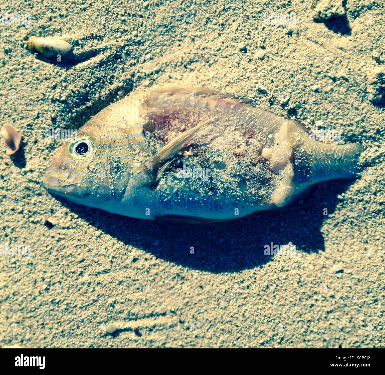Poissons morts - Image de stock capturée avec un smartphone