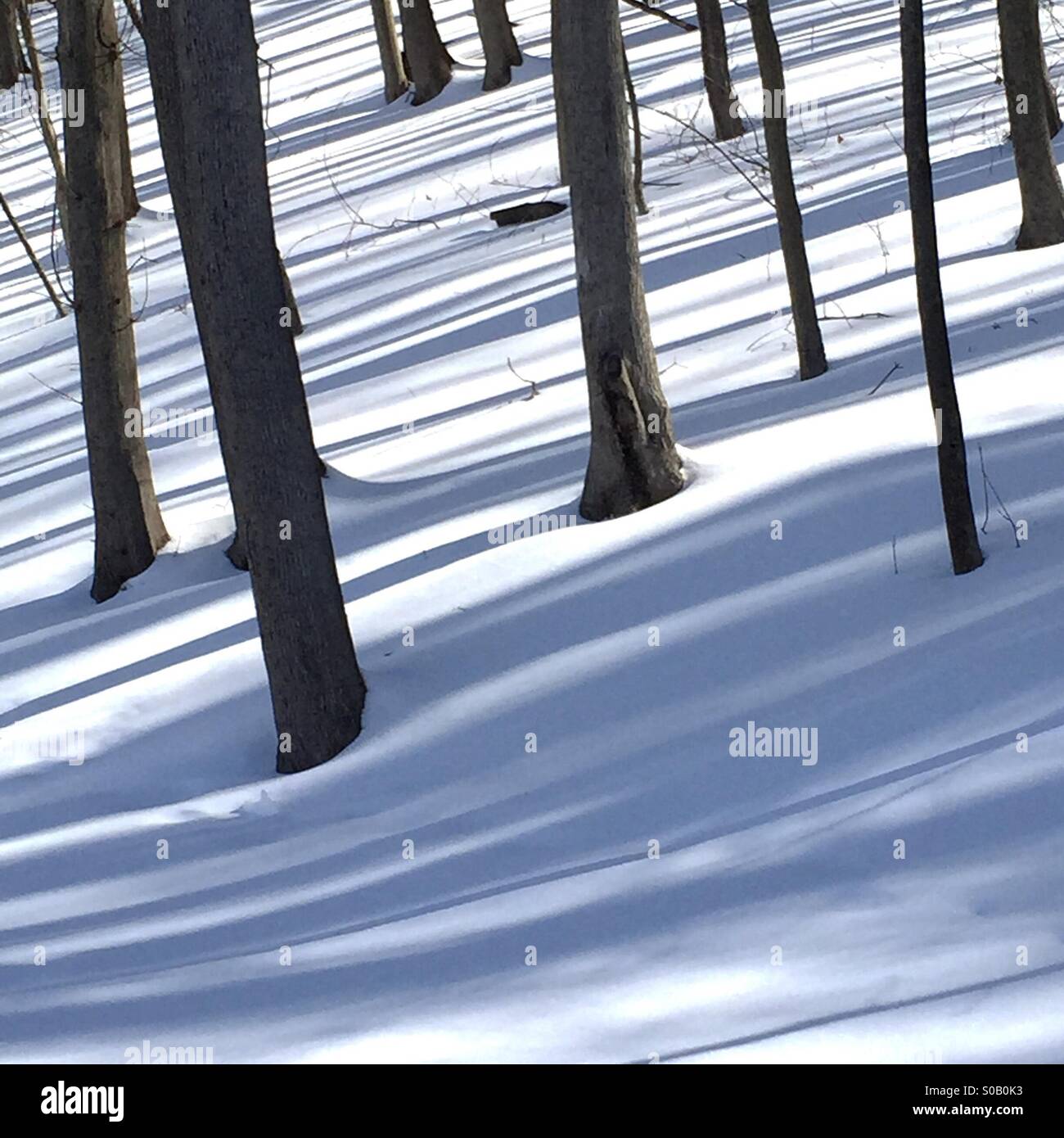 Paysage d'hiver Forêt, USA, le 11 février 2015, © Katharine Andriotis Banque D'Images