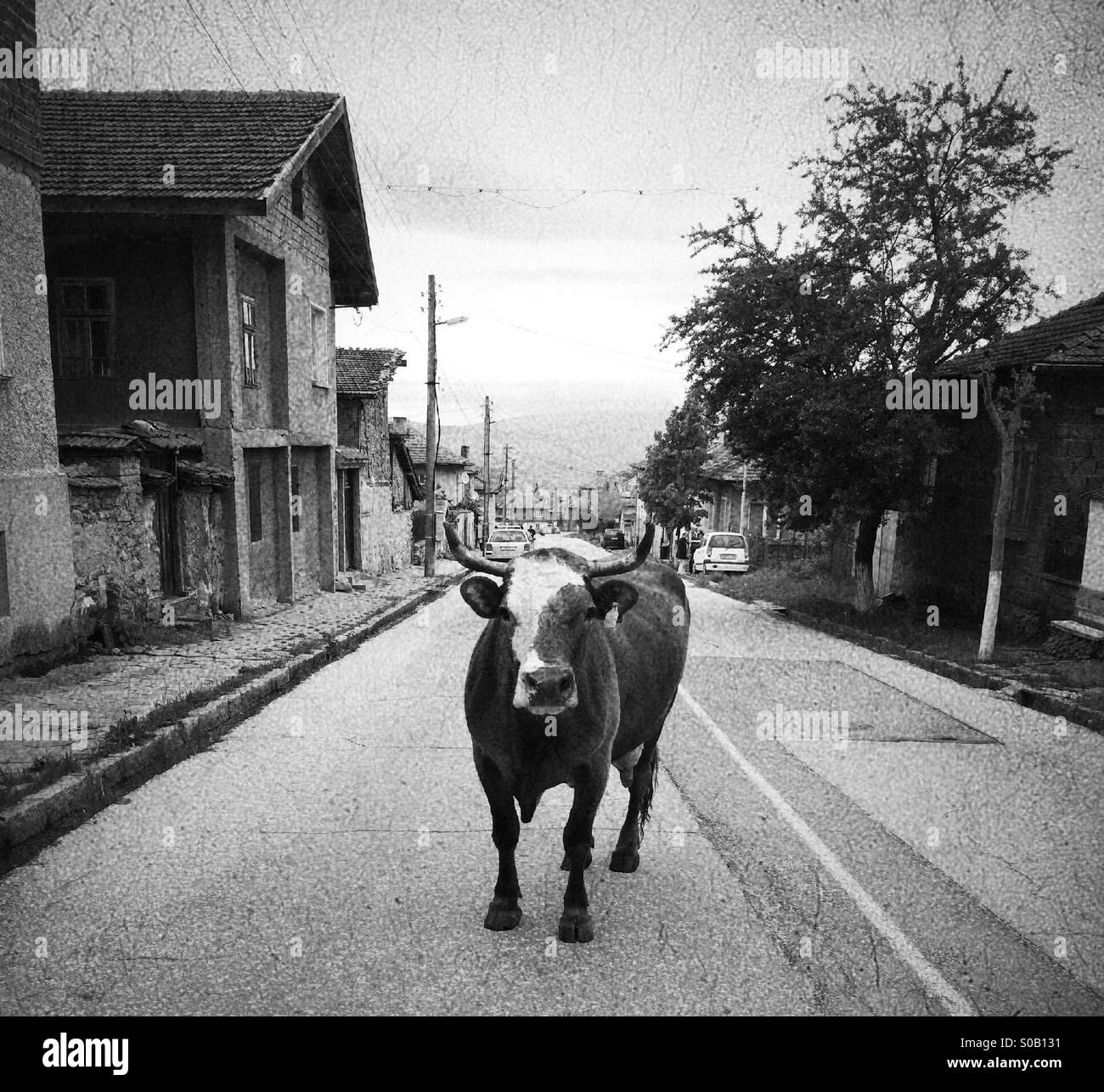 Animal sur la rue - Image de stock capturée avec un smartphone