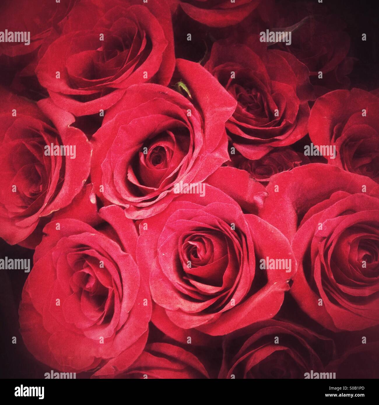 Roses rouges. - Image de stock capturée avec un smartphone