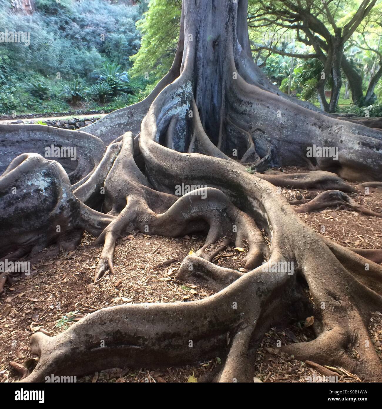Racines contreforts, Moreton Bay Fig Tree, Kauai, Hawaii, utilisé dans le tournage de Jurassic Park Banque D'Images