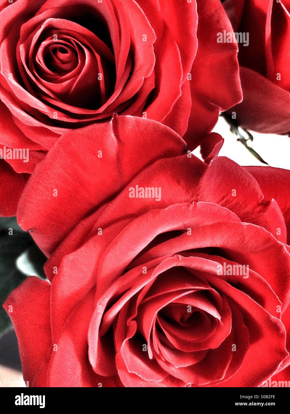 Roses rouges - Image de stock capturée avec un smartphone