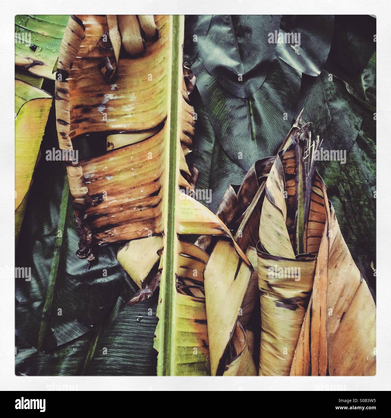 Feuilles de bananier géant - Image de stock capturée avec un smartphone