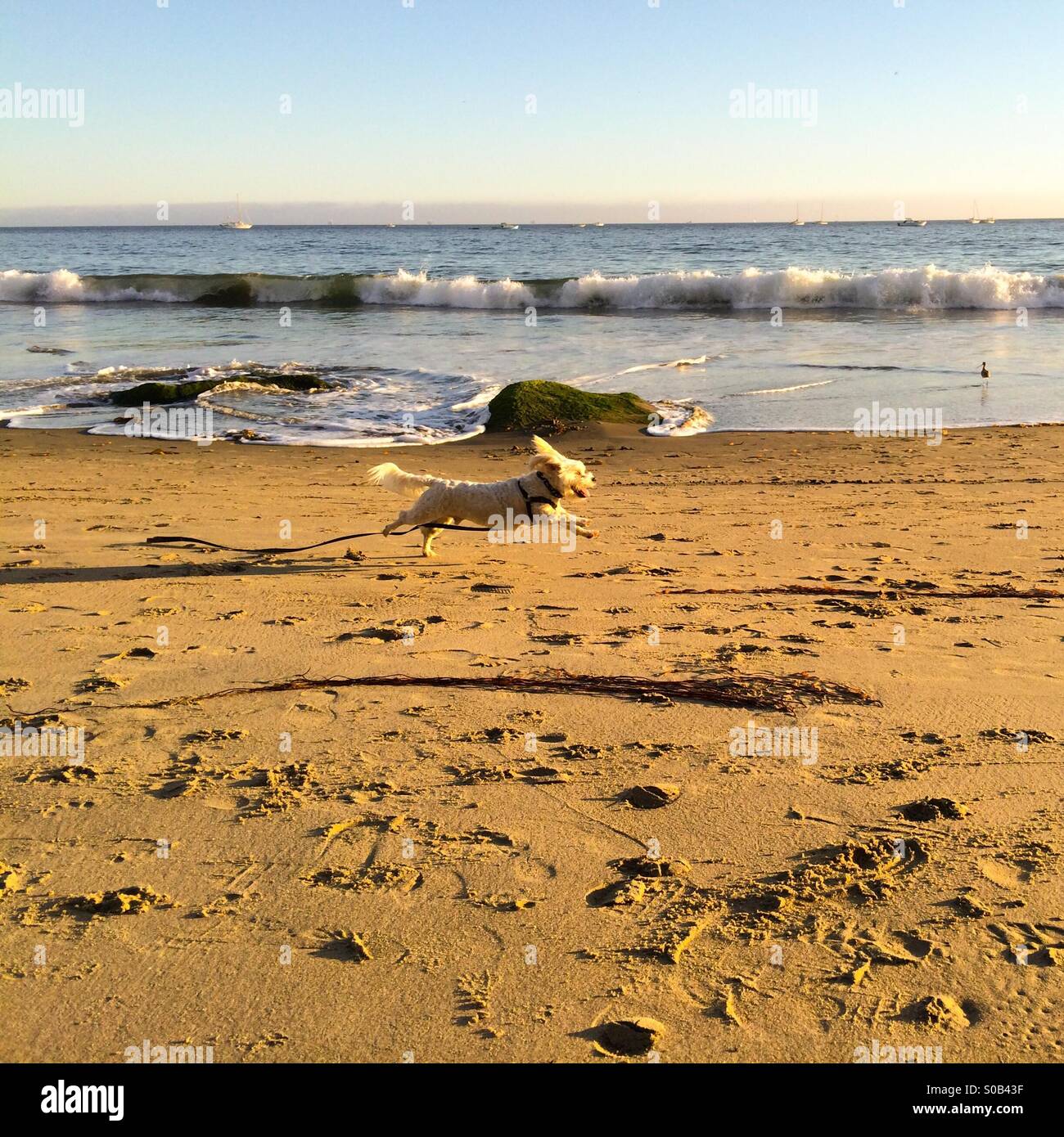 Petit chien blanc chassant les oiseaux sur la plage au coucher du soleil Banque D'Images