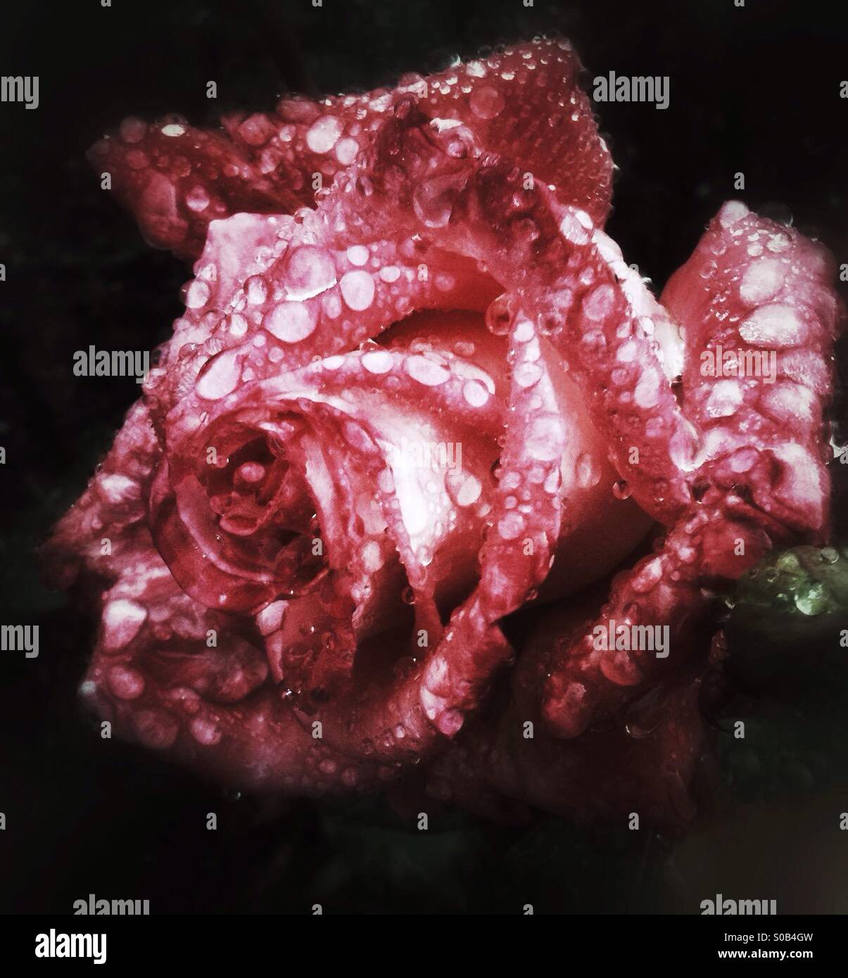 Rose rouge fleur lourds avec des centaines de grandes gouttes de rosée après la pluie - Image de stock capturée avec un smartphone