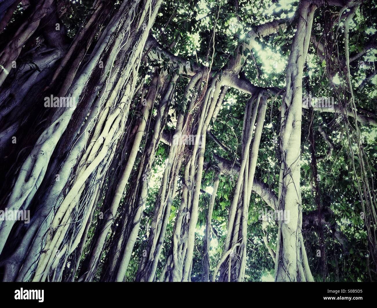 Vieil arbre énorme avec de racines dans Waikiki - Image de stock capturée avec un smartphone