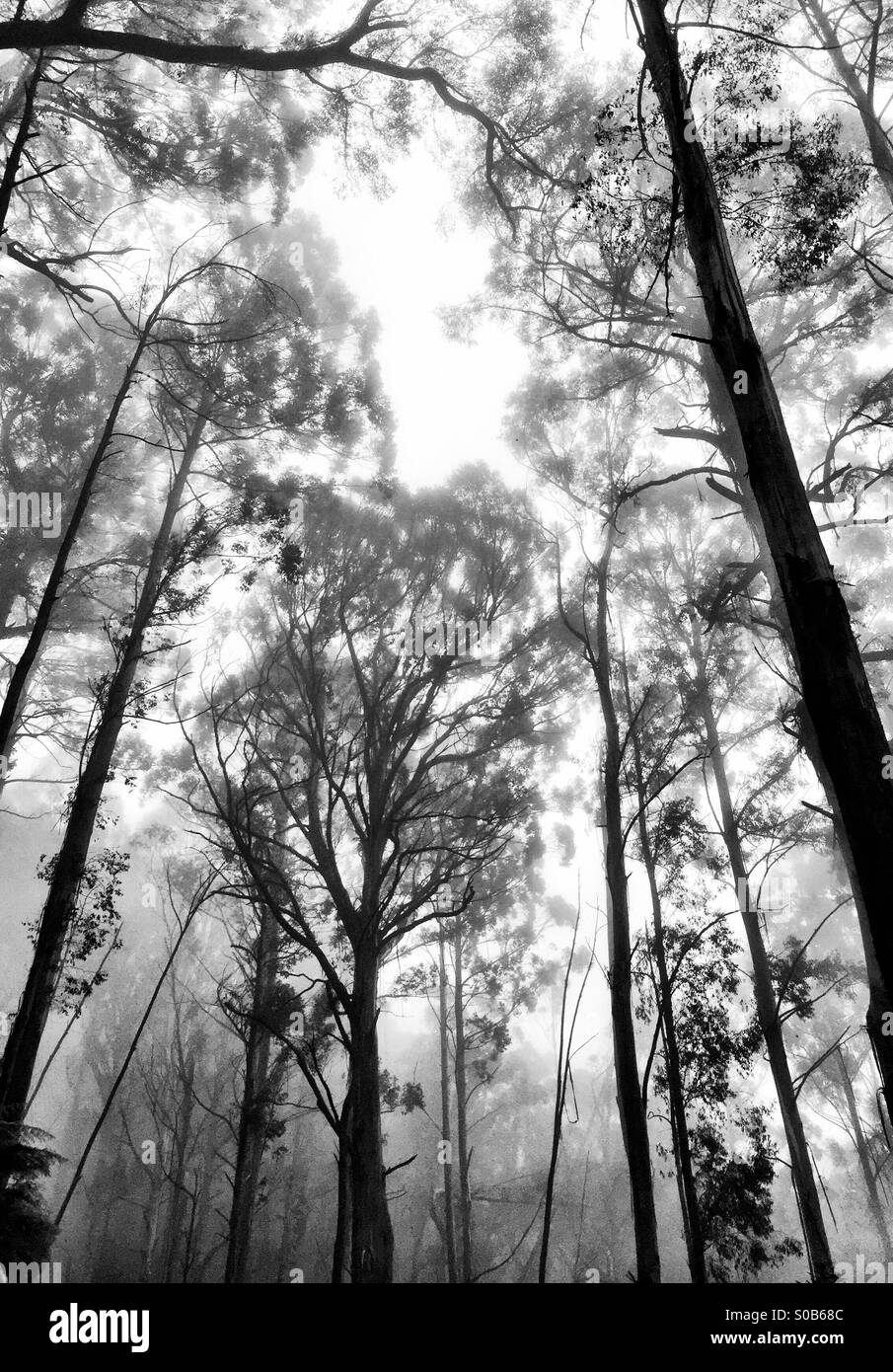 Mountain Ash forêt dans la brume du soir Banque D'Images