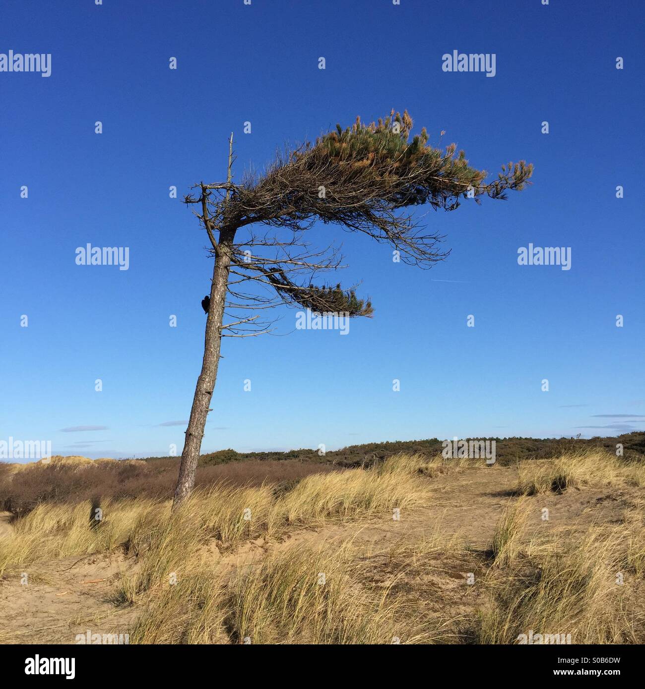 Arbre généalogique exposée au vent sur les dunes côtières près de Formby, UK Banque D'Images