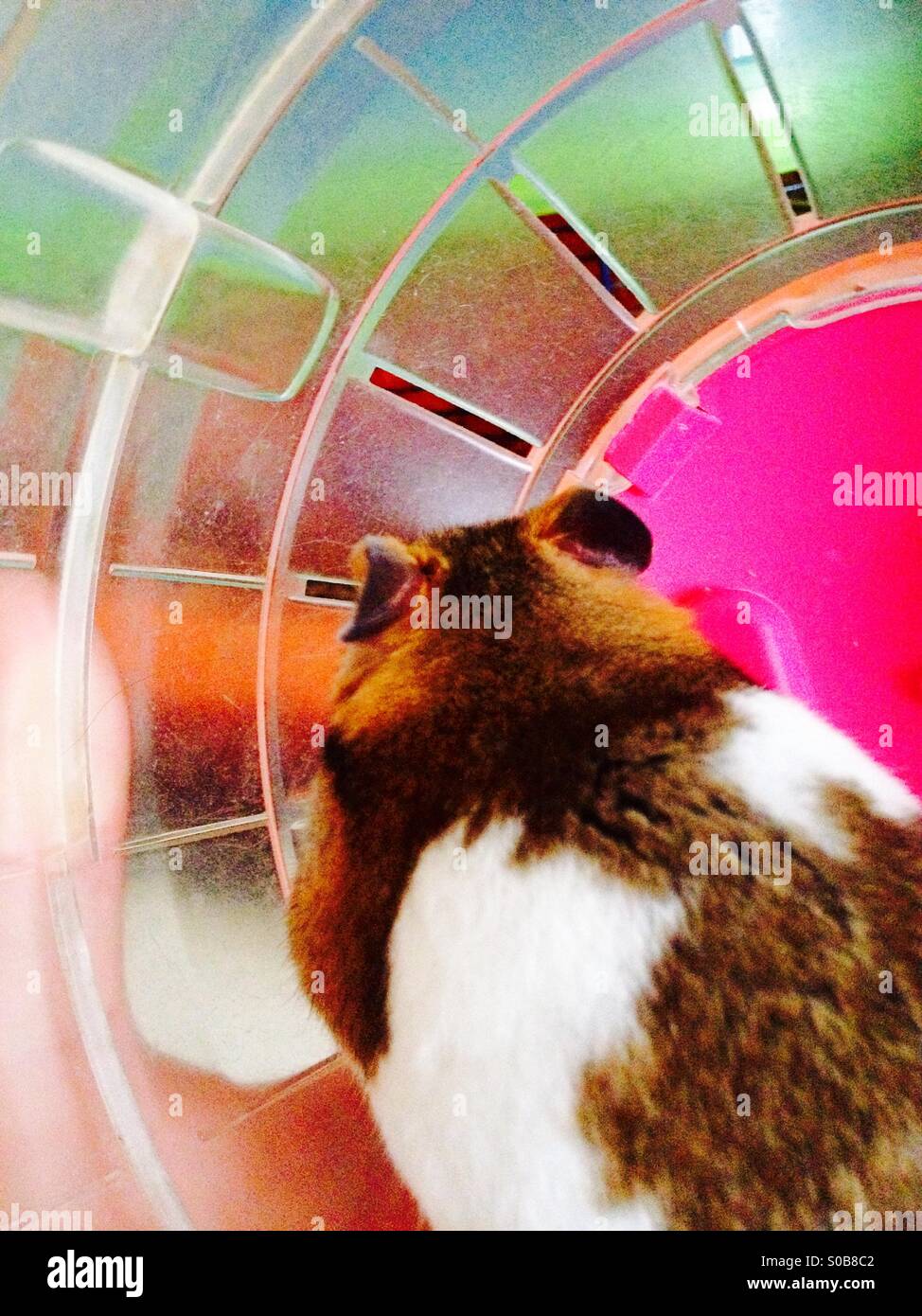 République hamster doré dans une boule d'exercice Banque D'Images République hamster doré dans une boule d'exercice Banque D'Images