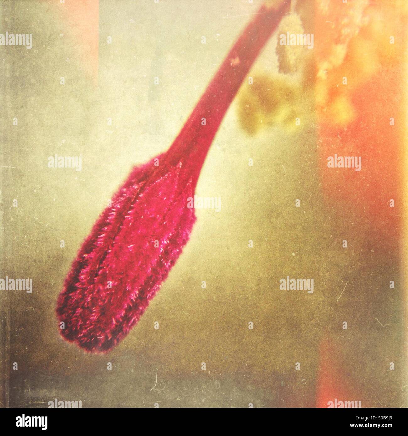L'étamine cactus de Noël - Image de stock capturée avec un smartphone