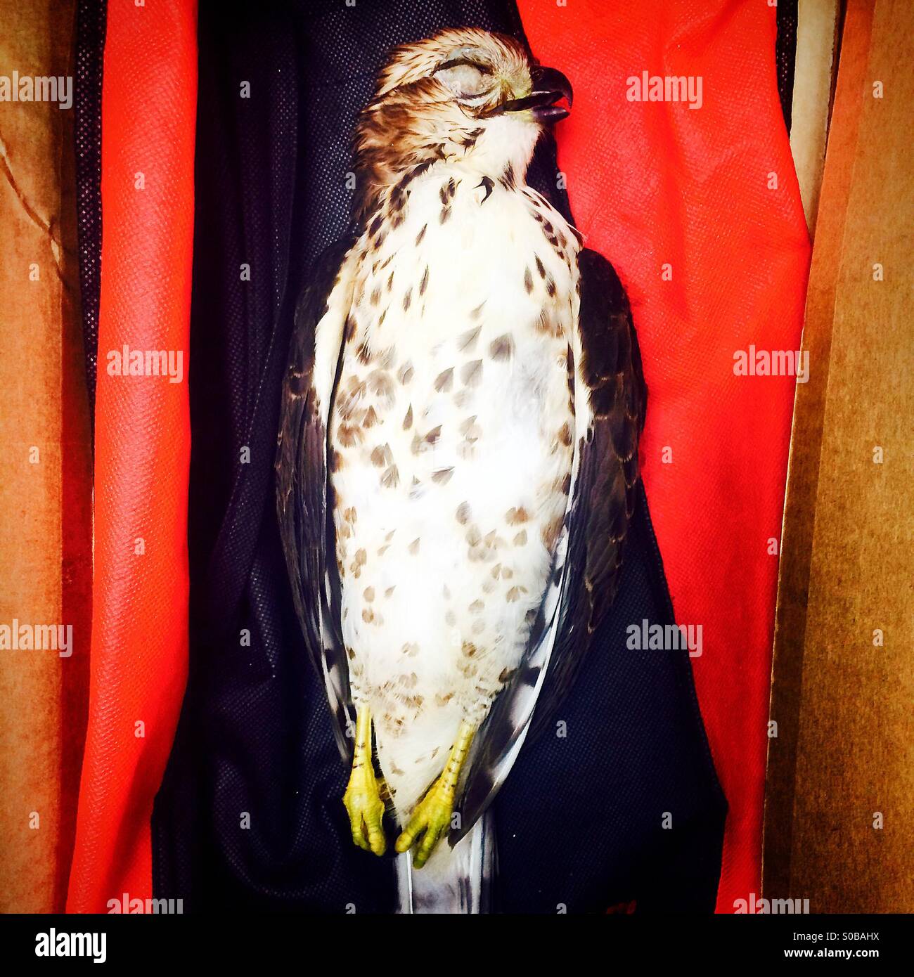 Falcon morts prêts pour la taxidermie dans une boîte en velours rouge. Banque D'Images