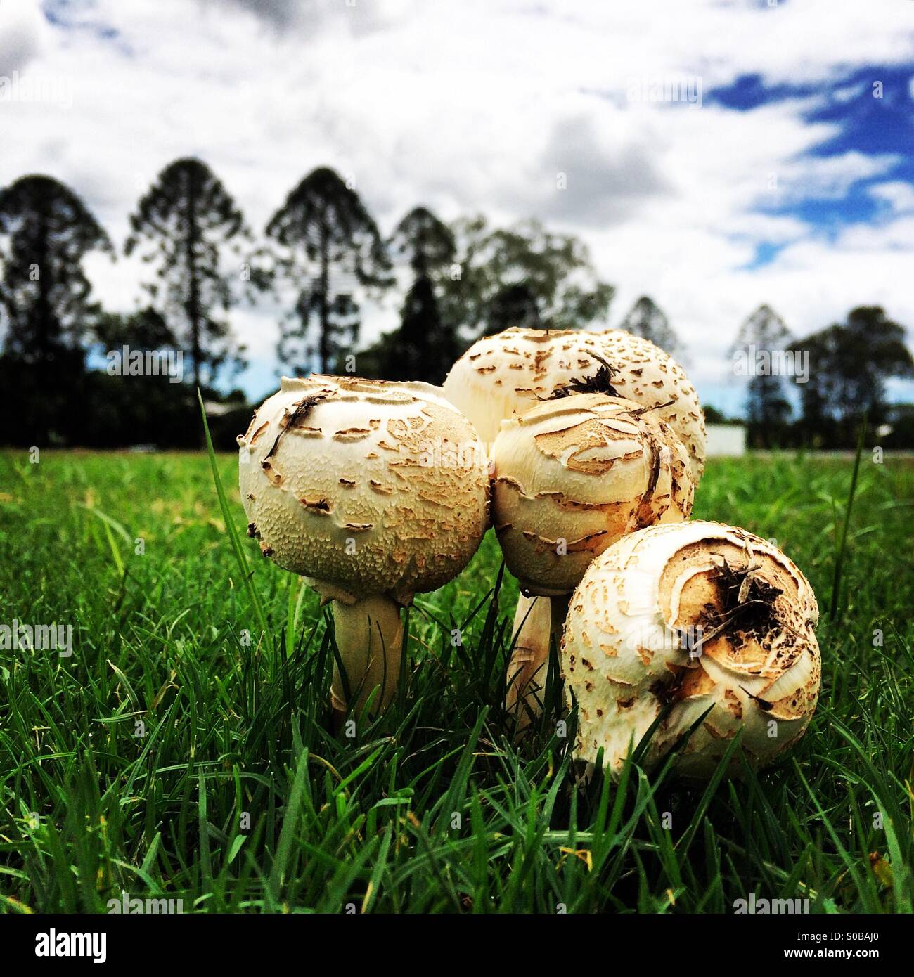 Un trio de champignons dans l'herbe Banque D'Images