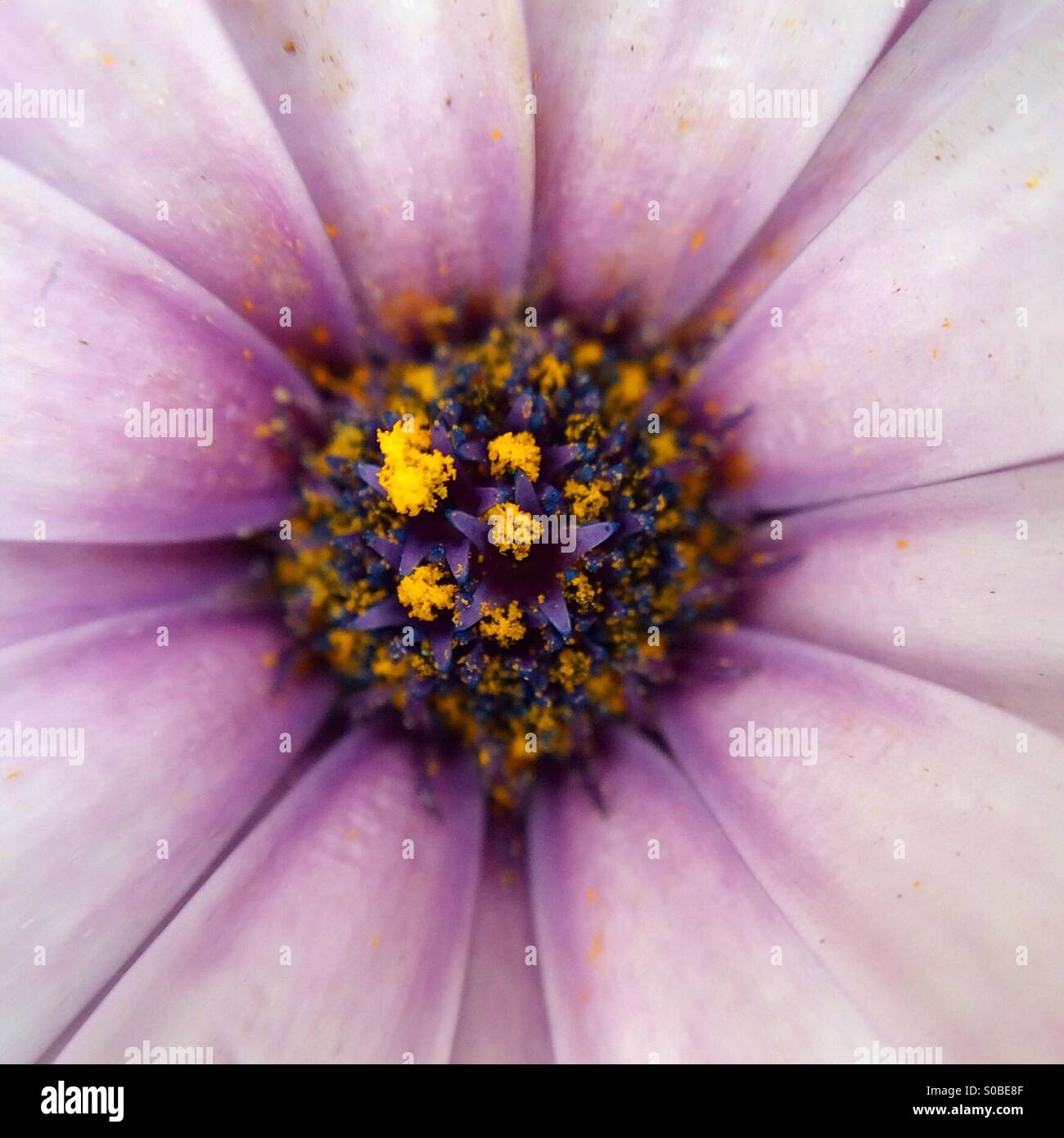 Macro d'une fleur recouverte de pollen Banque D'Images