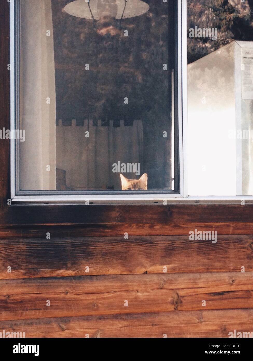 Sur le chat par la fenêtre Banque D'Images