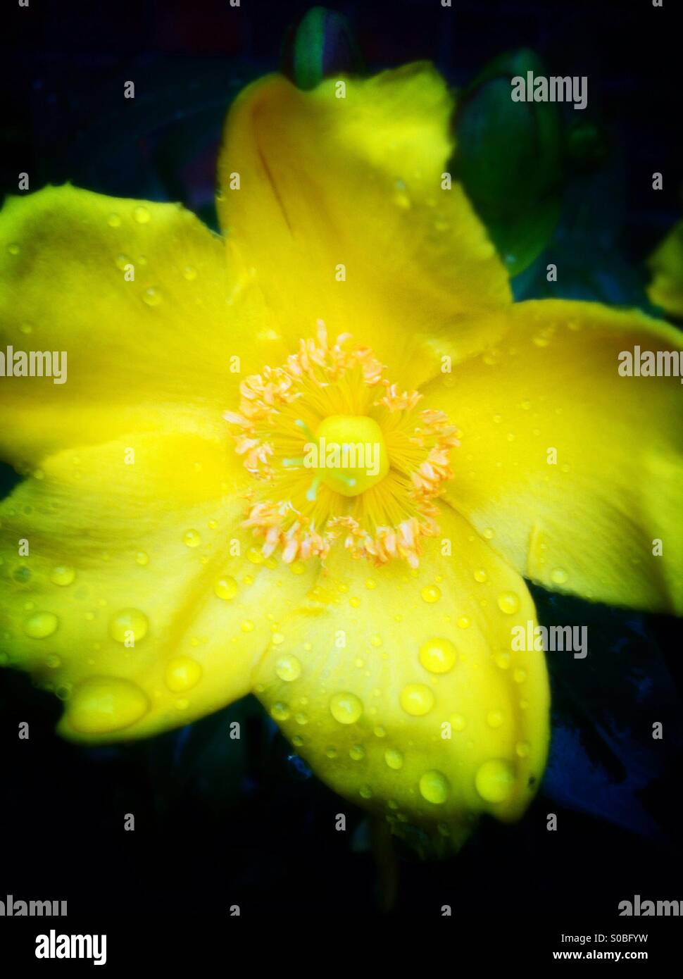 Fleur jaune avec des gouttes de pluie Banque D'Images