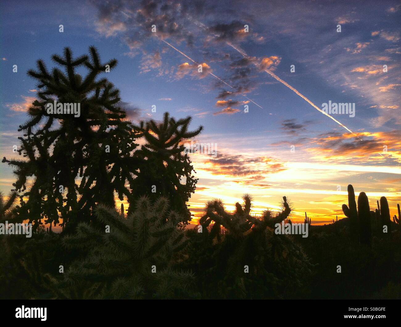 Chaîne cholla cactus-fruits au coucher du soleil. Du désert de l'Arizona. USA Banque D'Images