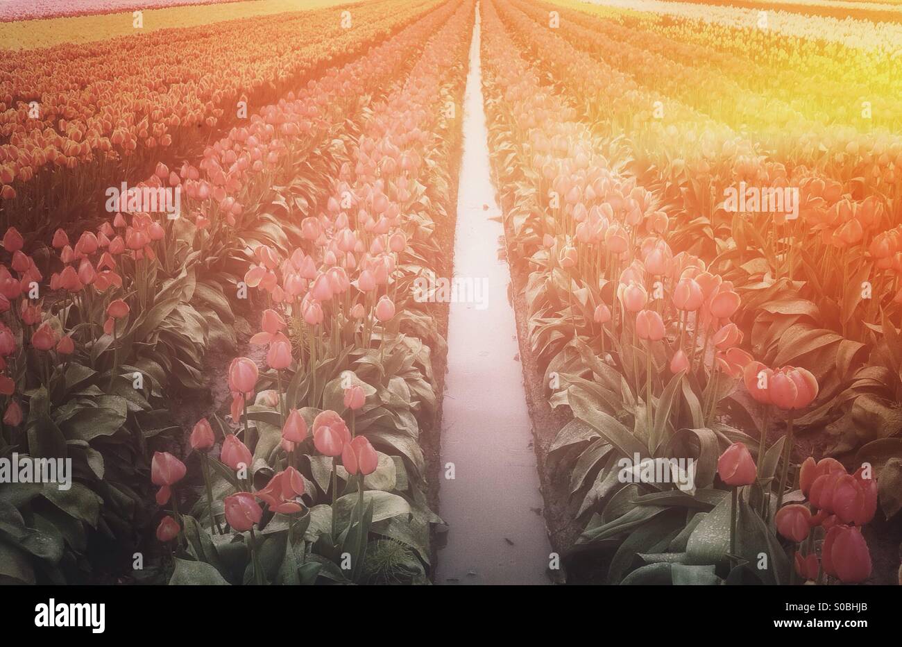 Champ de tulipes en perspective - Image de stock capturée avec un smartphone