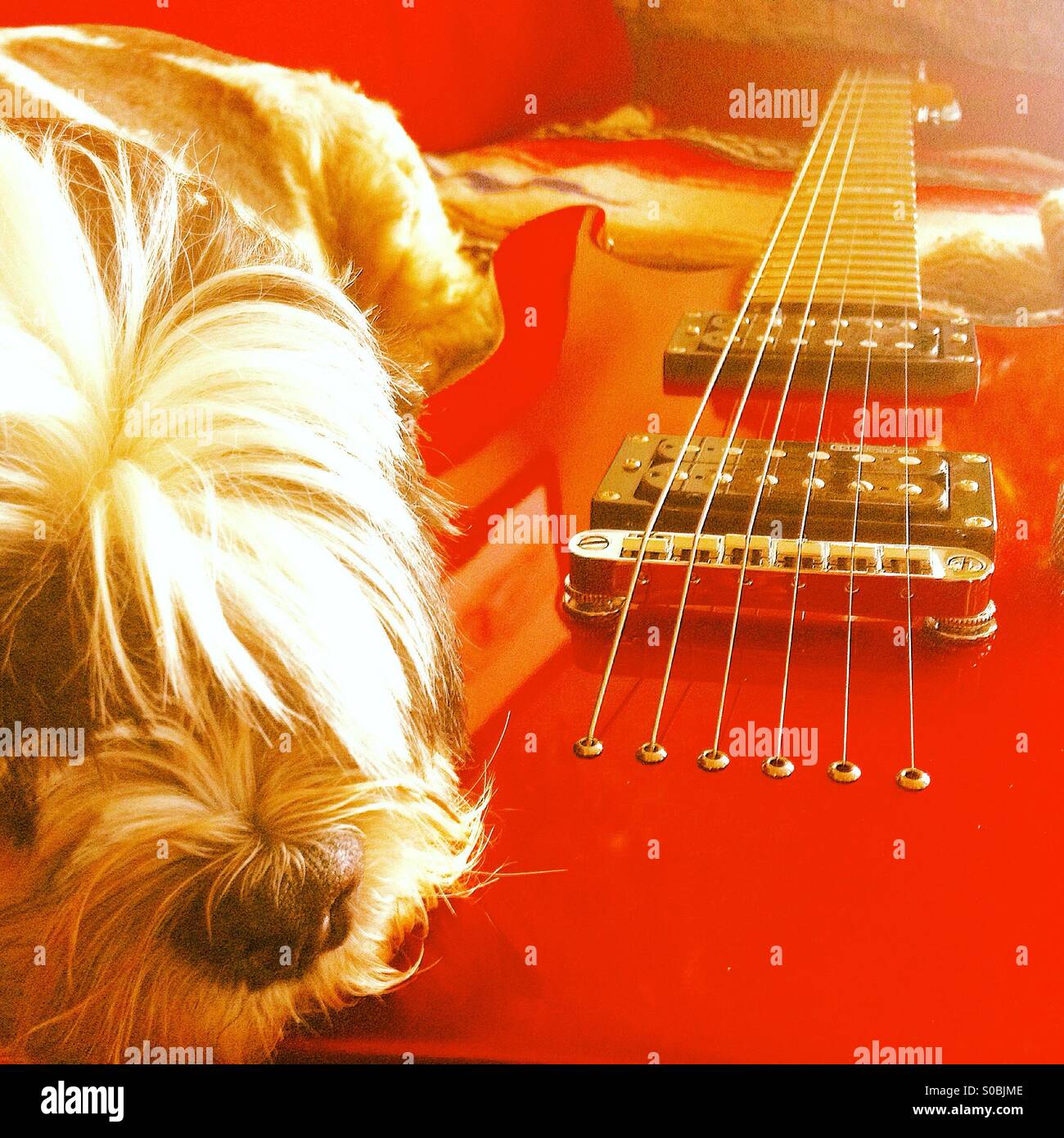 Un nez pour Rock'n Roll, le chien et la guitare électrique Banque D'Images