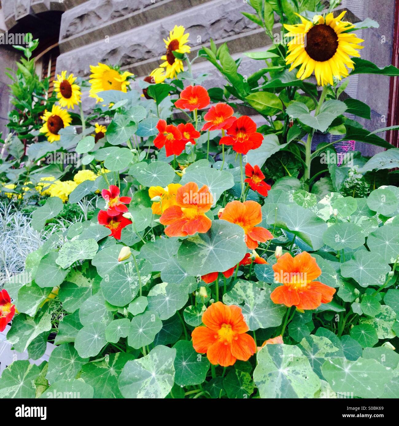 Jardin d'été avec des tournesols et les capucines - Image de stock capturée avec un smartphone