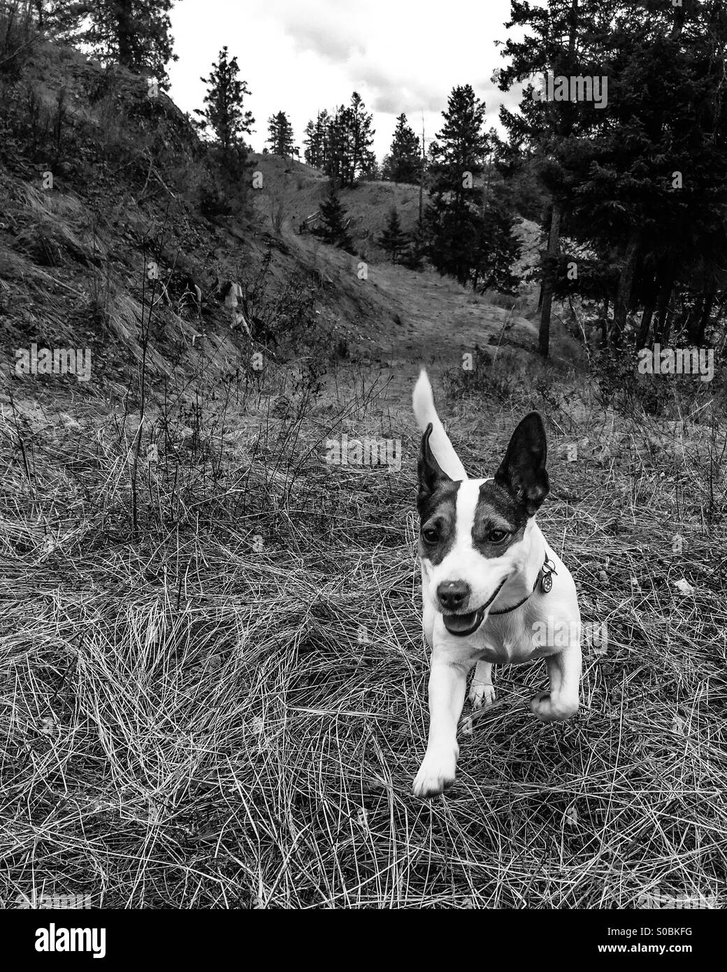 Heureusement chien tournant à l'extérieur ; en noir et blanc. Banque D'Images