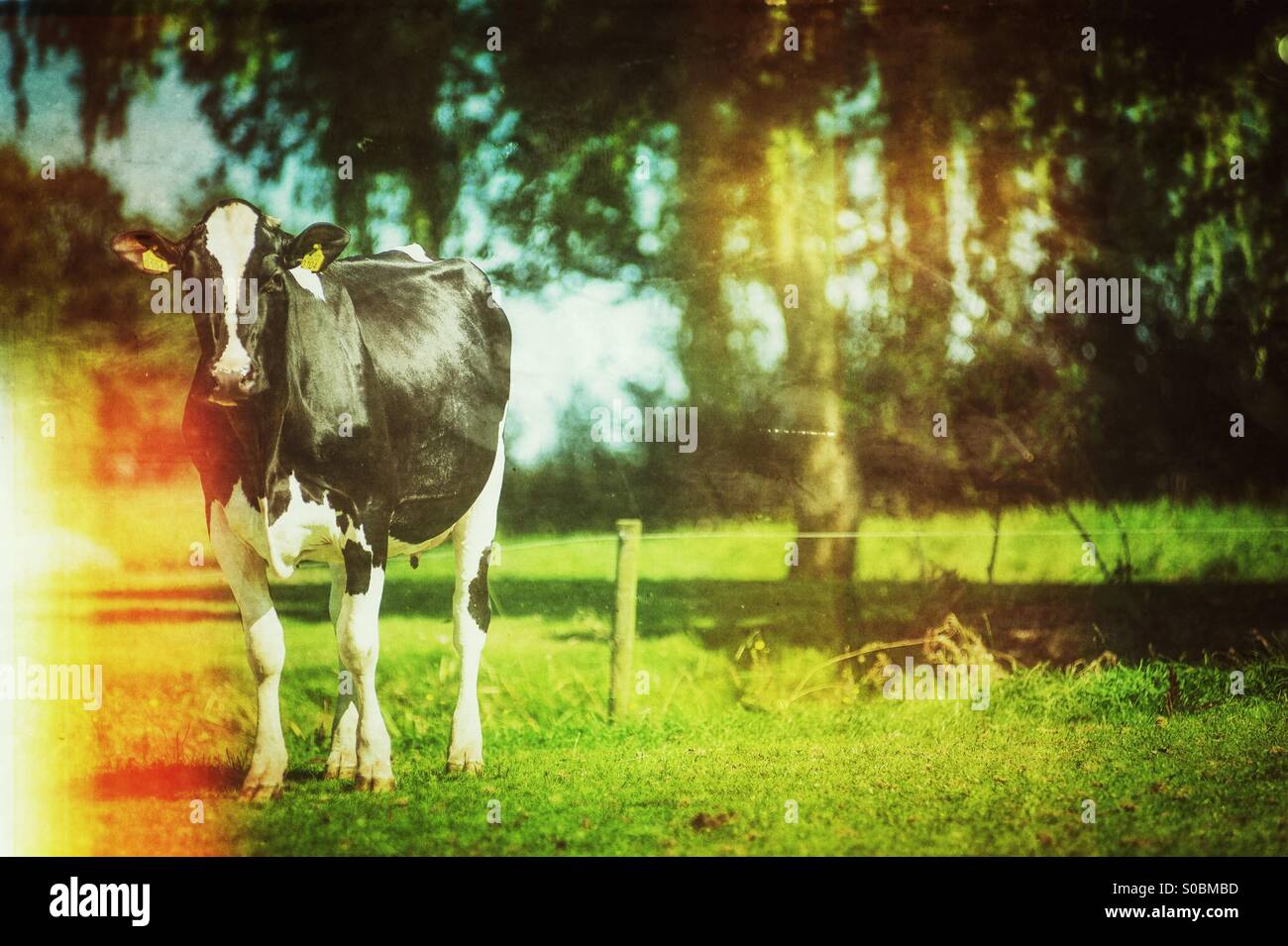 Portrait de vache laitière Banque D'Images