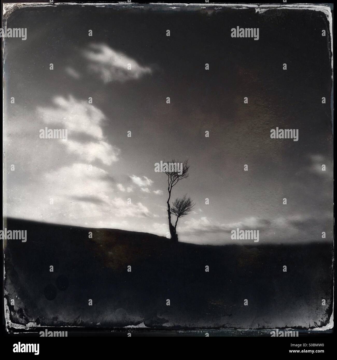 Lone Tree sans feuilles en silhouette contre le ciel - Image de stock capturée avec un smartphone