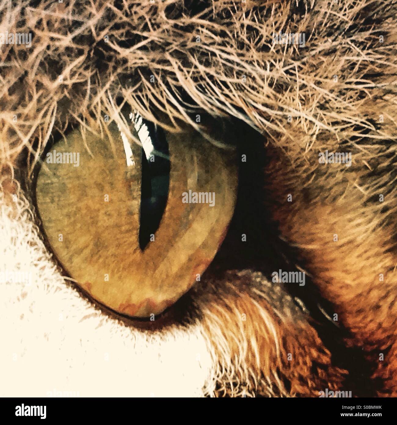 Yeux de chats. Banque D'Images