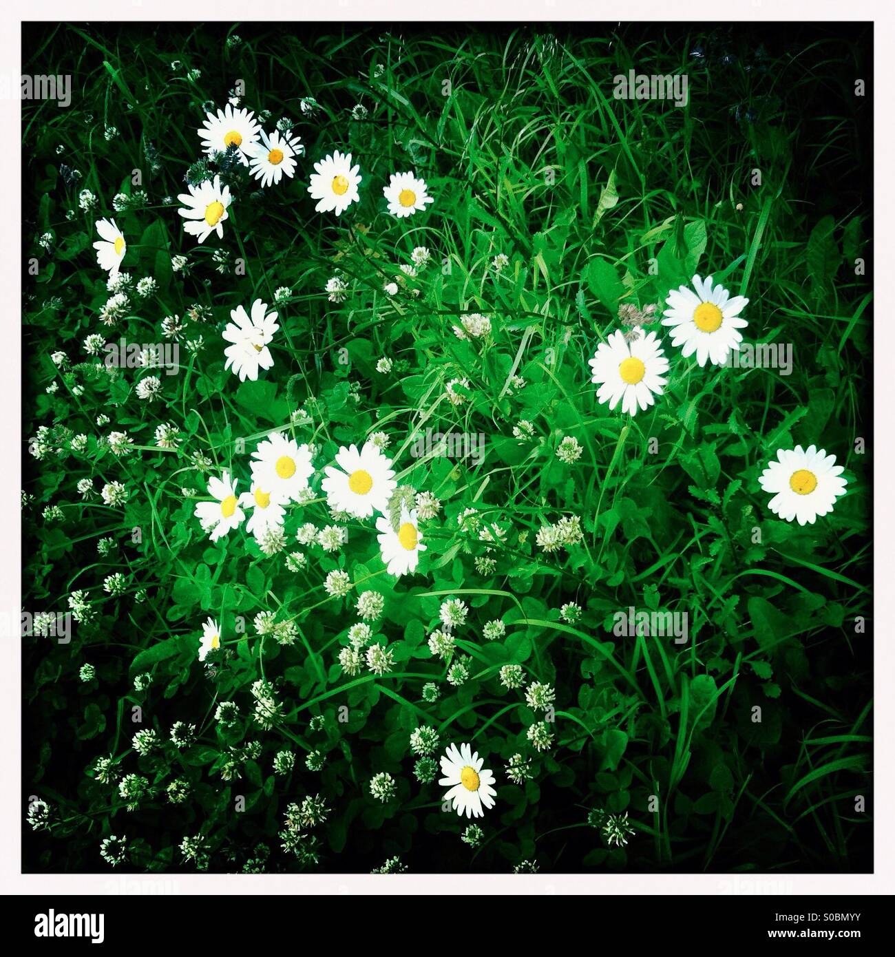 Les marguerites et clover in grass - Image de stock capturée avec un smartphone