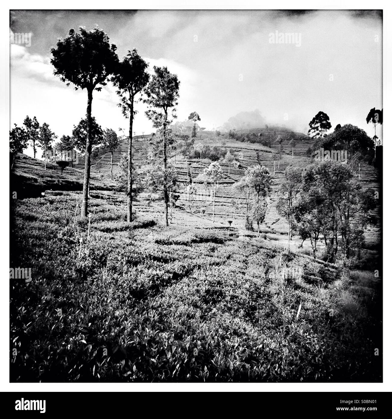 La plantation de thé et d'arbres près de siège Liptons, Haputale, Sri Lanka - Image de stock capturée avec un smartphone