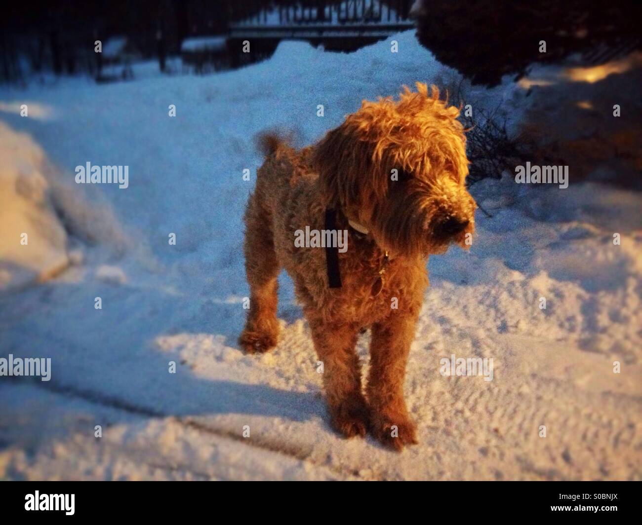 Un chien profiter de la neige. Banque D'Images