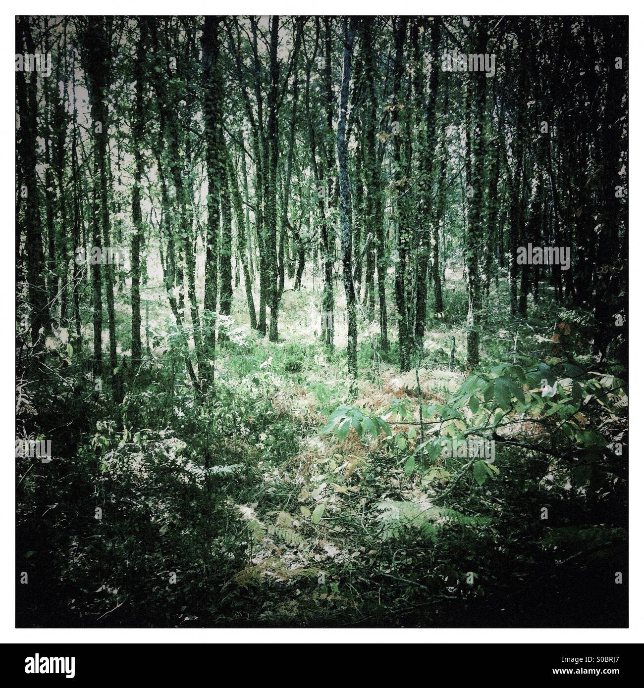 Arbres d'une forêt mince - Image de stock capturée avec un smartphone