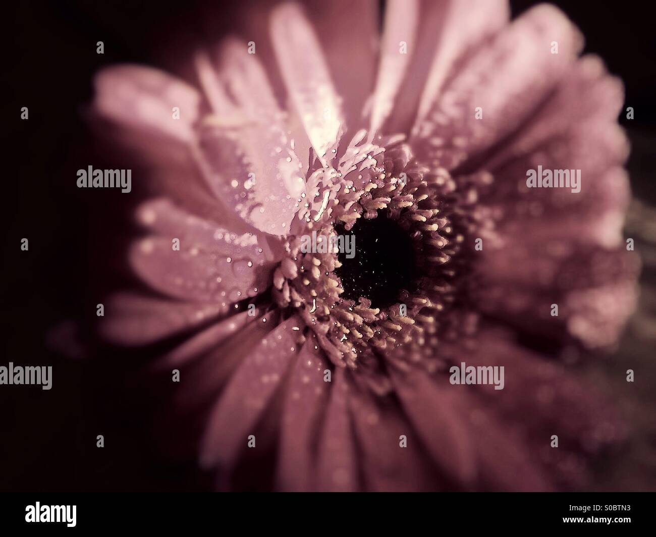 Saturés de gerbera unique Banque D'Images Saturés de gerbera unique Banque D'Images