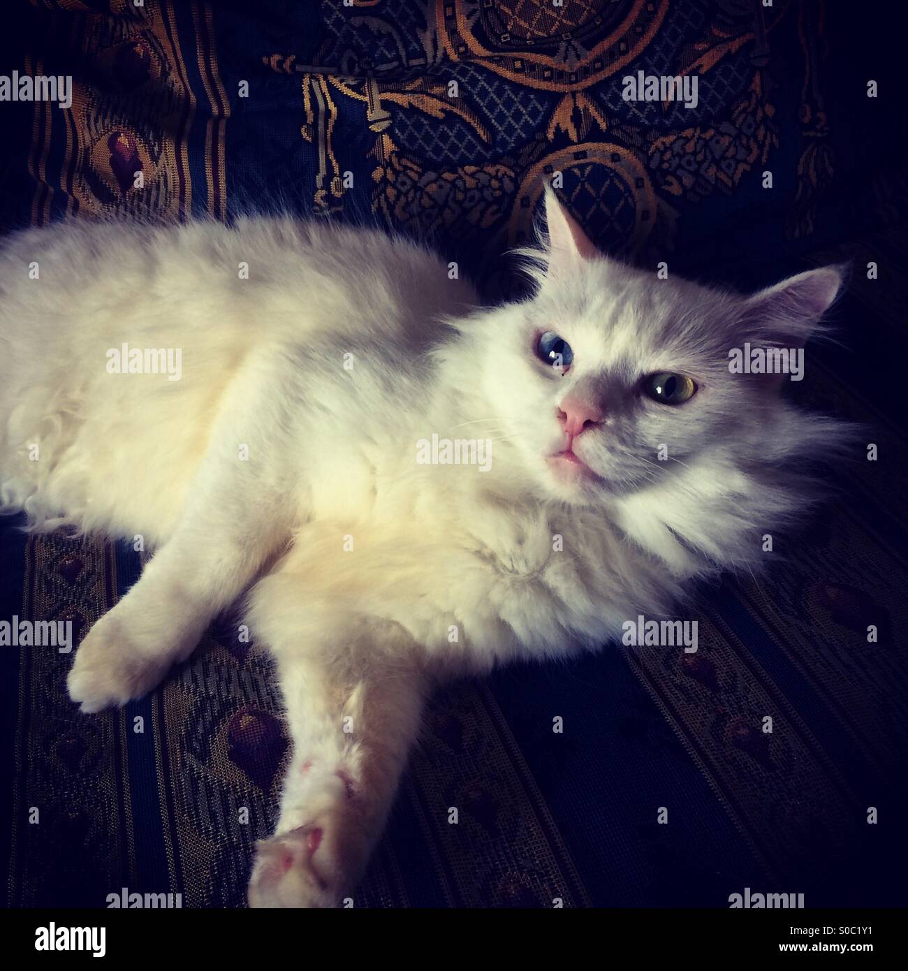 Chat Blanc Angora portant sur la table - le chat blanc aux yeux impairs Banque D'Images