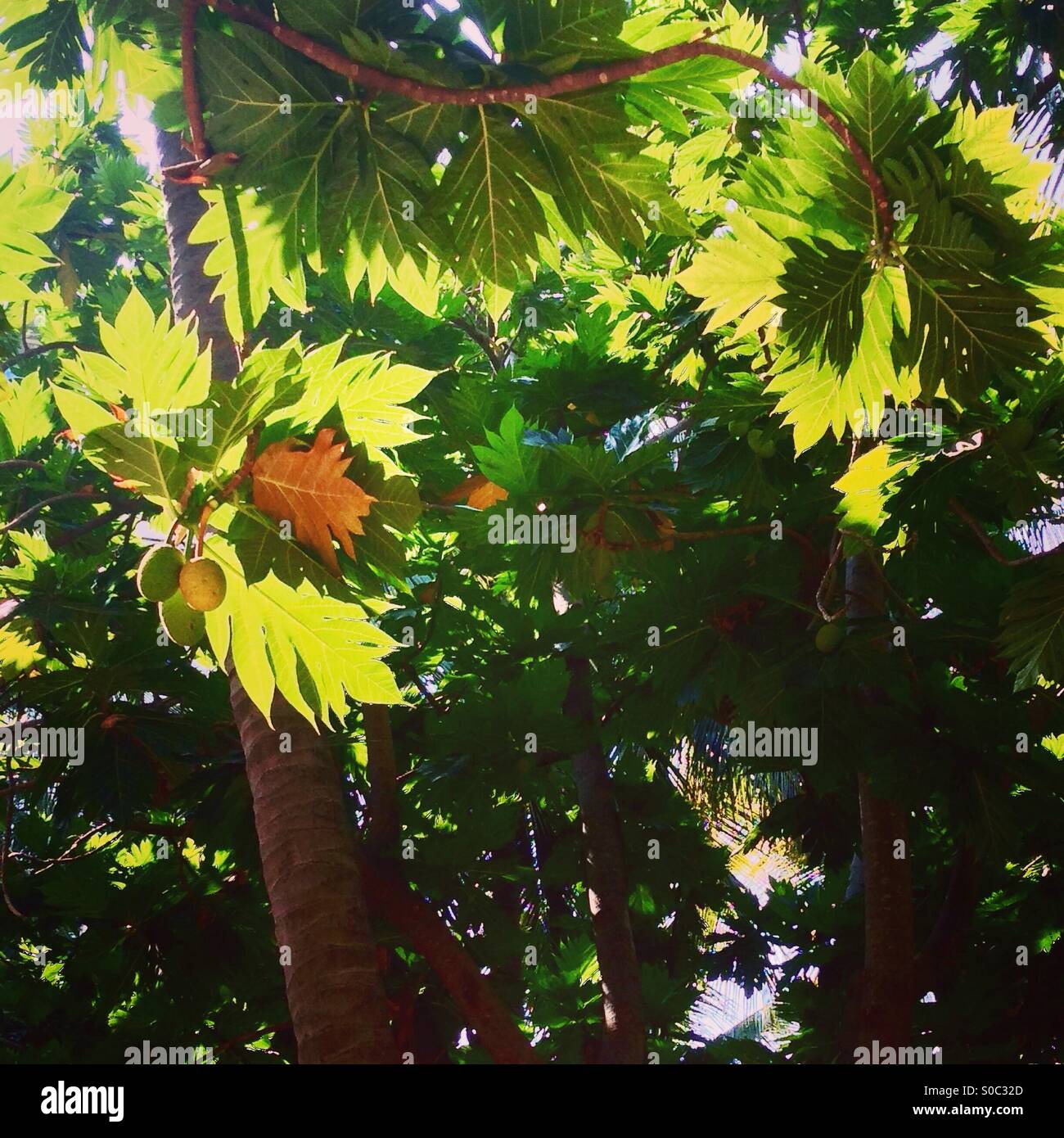 Verdure exotique - Image de stock capturée avec un smartphone