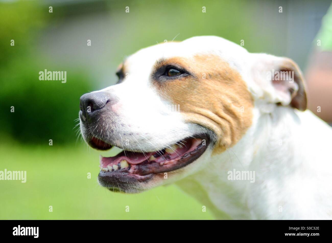 Chien heureux smiling Banque D'Images