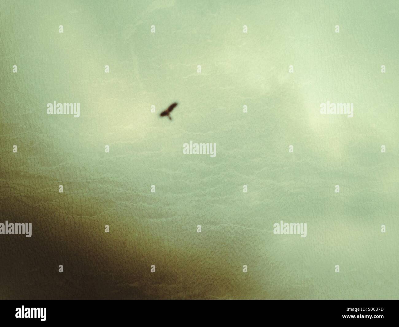 Oiseau en vol - Image de stock capturée avec un smartphone