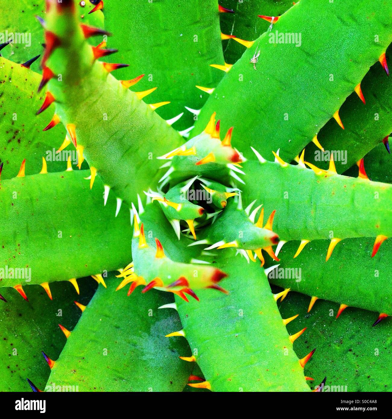 Symétrie succulentes avec orange armes vertes épines, assez belles Banque D'Images