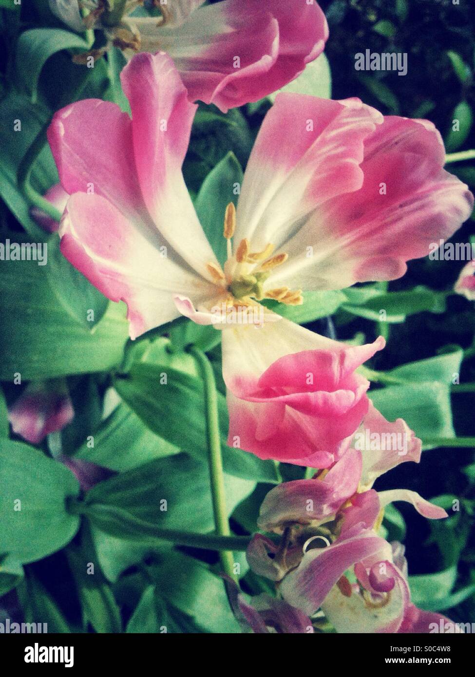 Ouvert douce lumière tulipe rose Banque D'Images