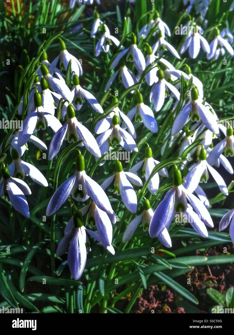 Perce-neige dans le jardin de l'Angleterre UK Banque D'Images