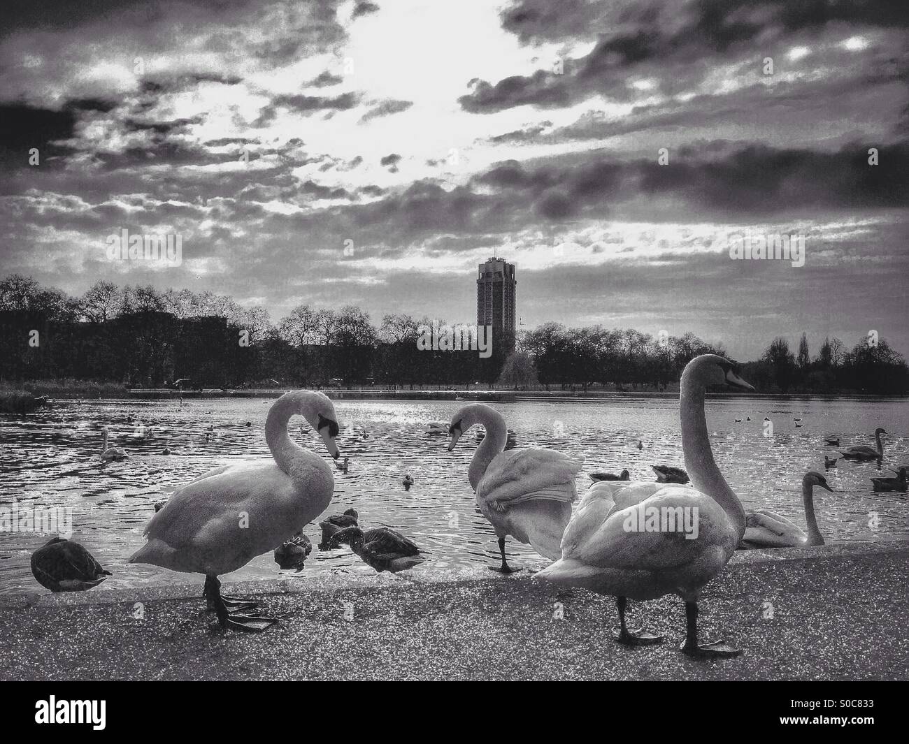 Swans par la Serpentine dans Hyde Park, - Image de stock capturée avec un smartphone