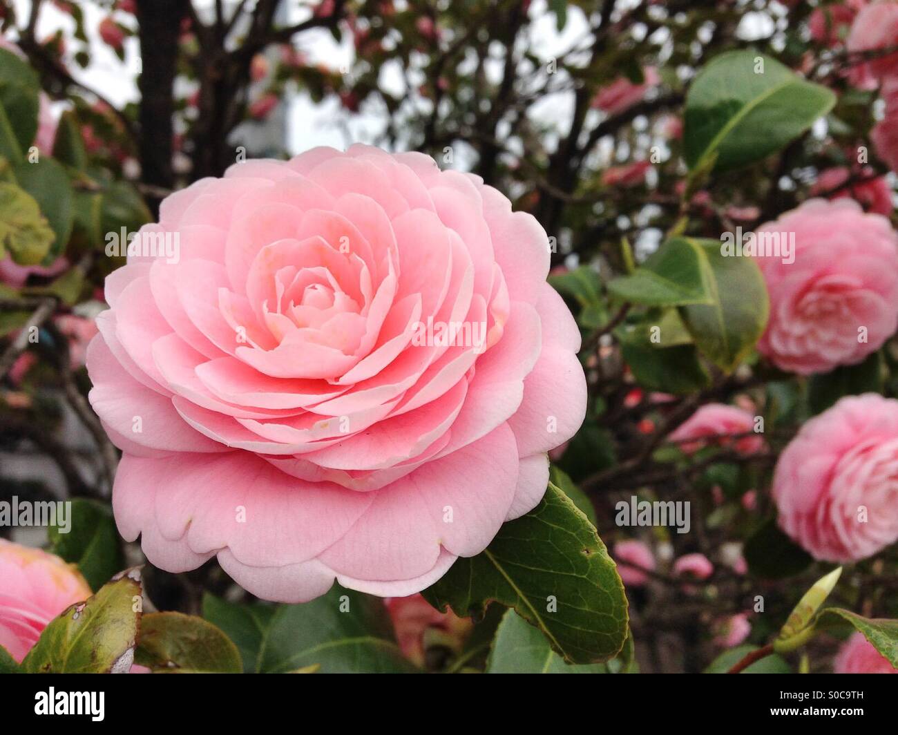 fleur rose Banque D'Images