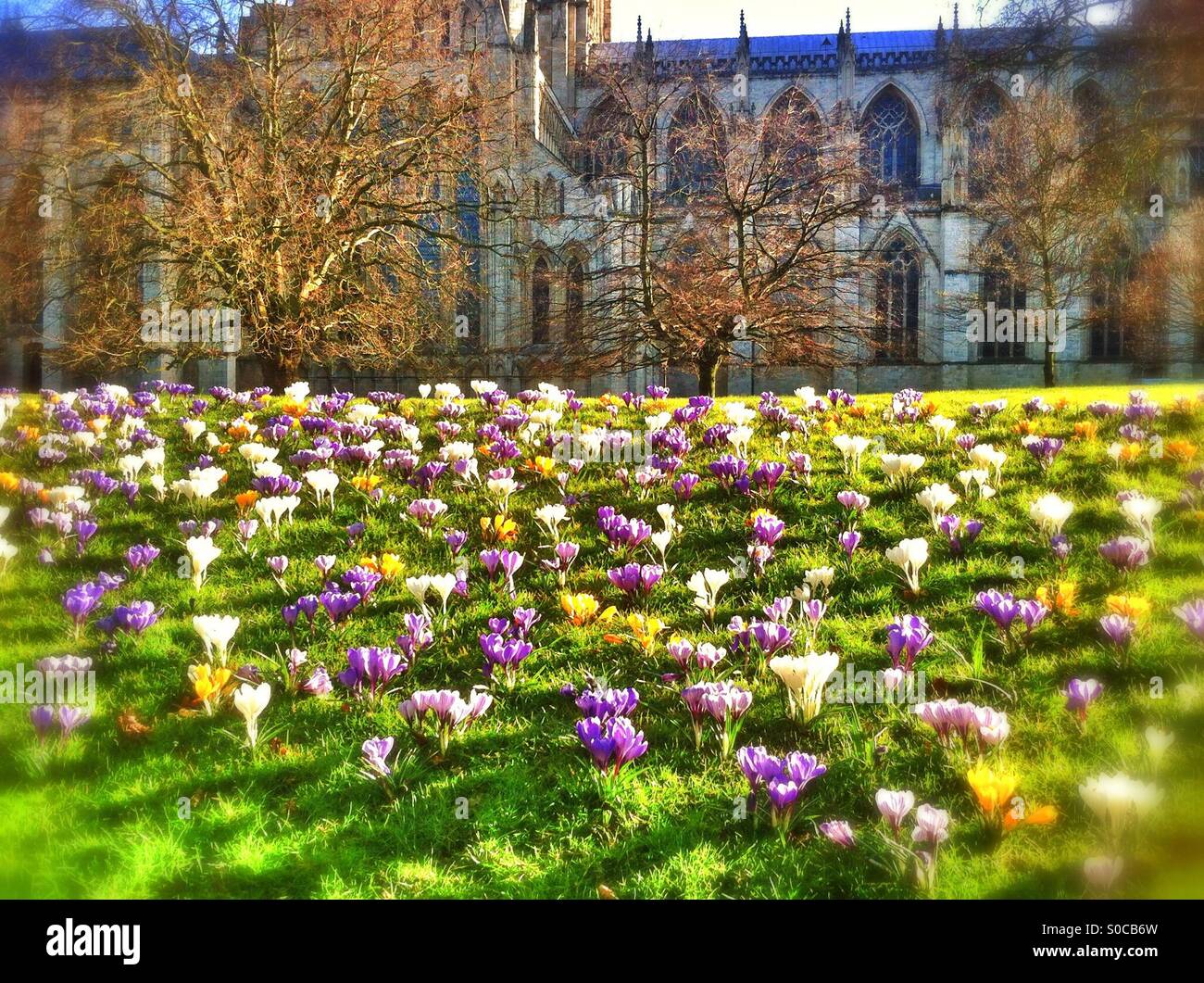 Crocus dans Dean's Park York North Yorkshire England UK Banque D'Images