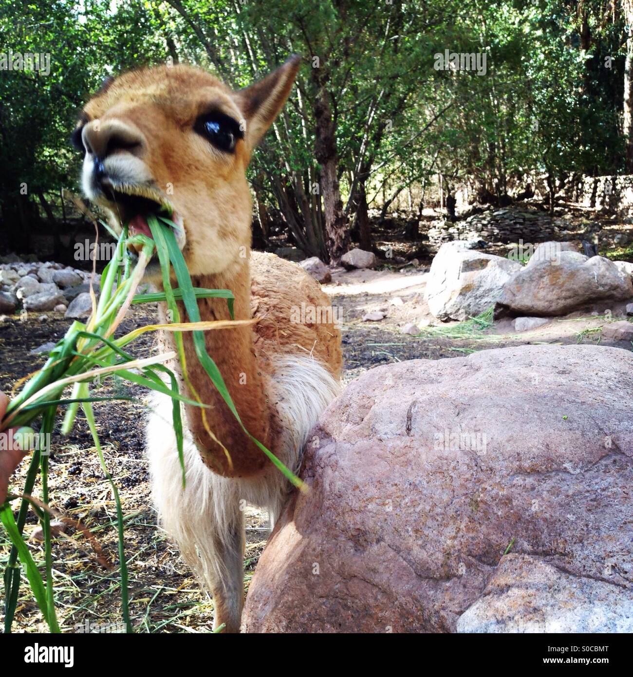 Mignon Bebe Lama Alpaga Mange De L Herbe Photo Stock Alamy Mignon Bebe Lama Alpaga Mange De L Herbe Photo Stock Alamy