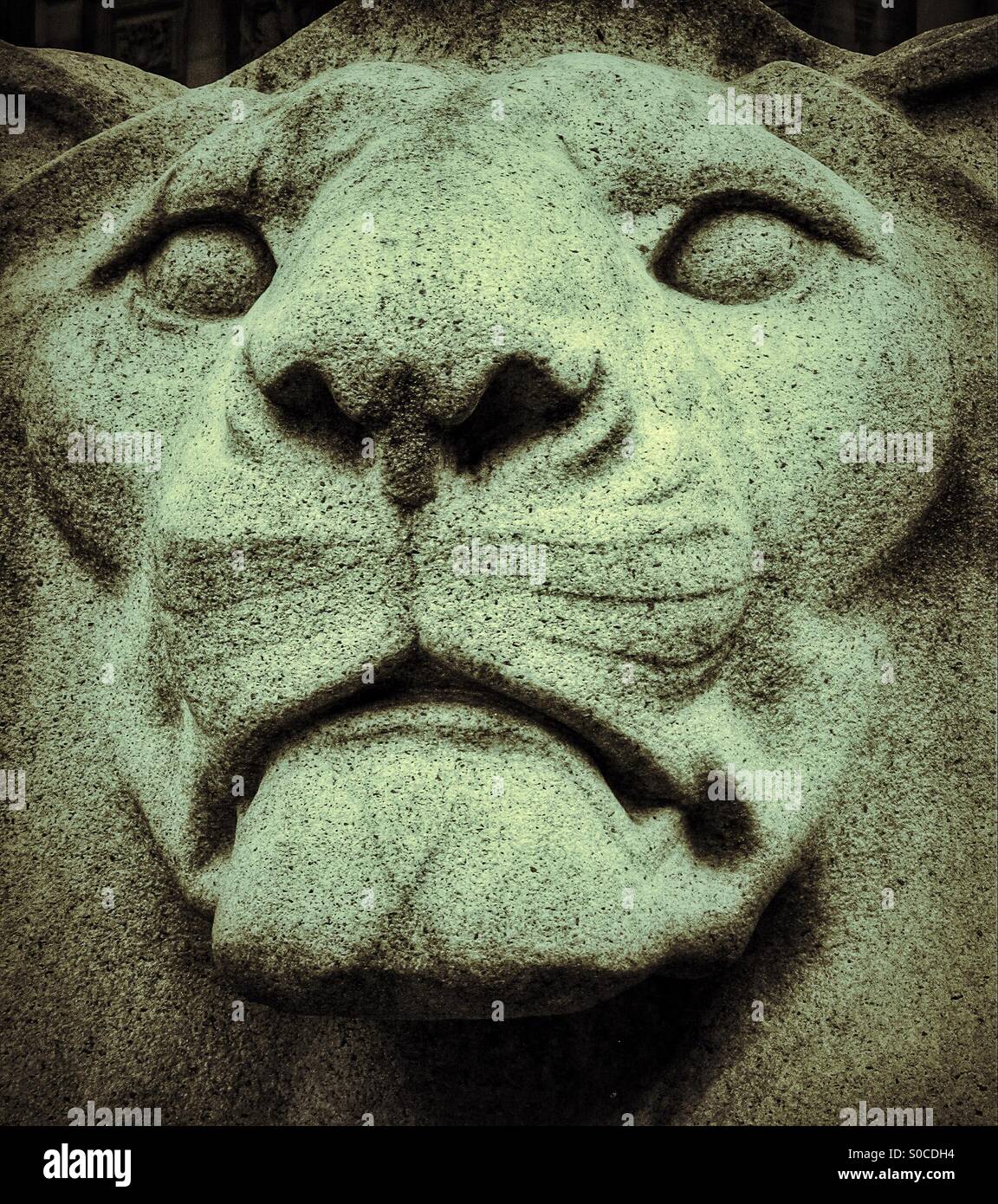 Tête de Lions - Image de stock capturée avec un smartphone