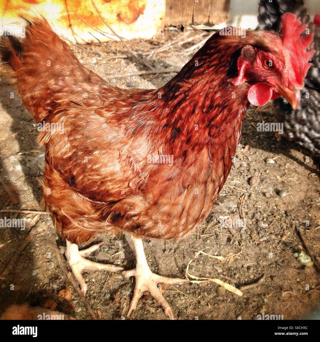 Rhode Island Red chicken Banque D'Images